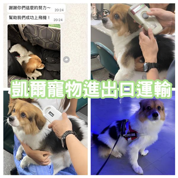 2025/08/21『美國』混種狗狗與主人一起移民美國啦~~~~~